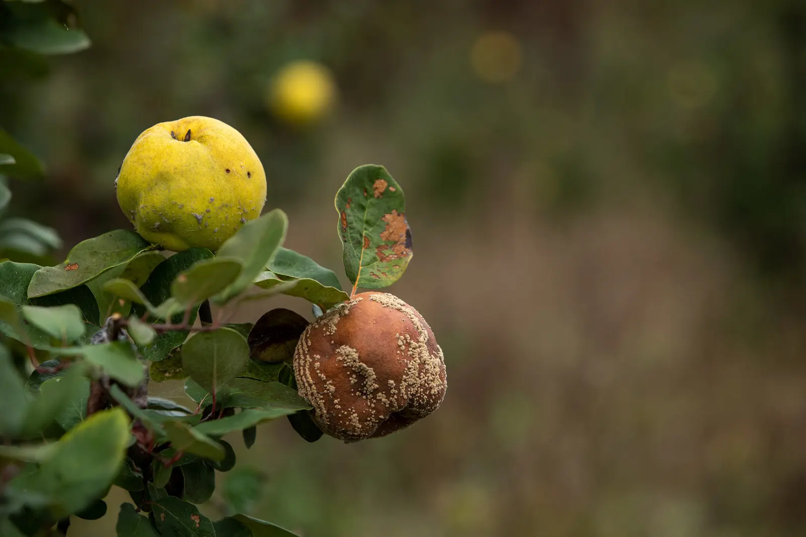 PlantPathogenShield